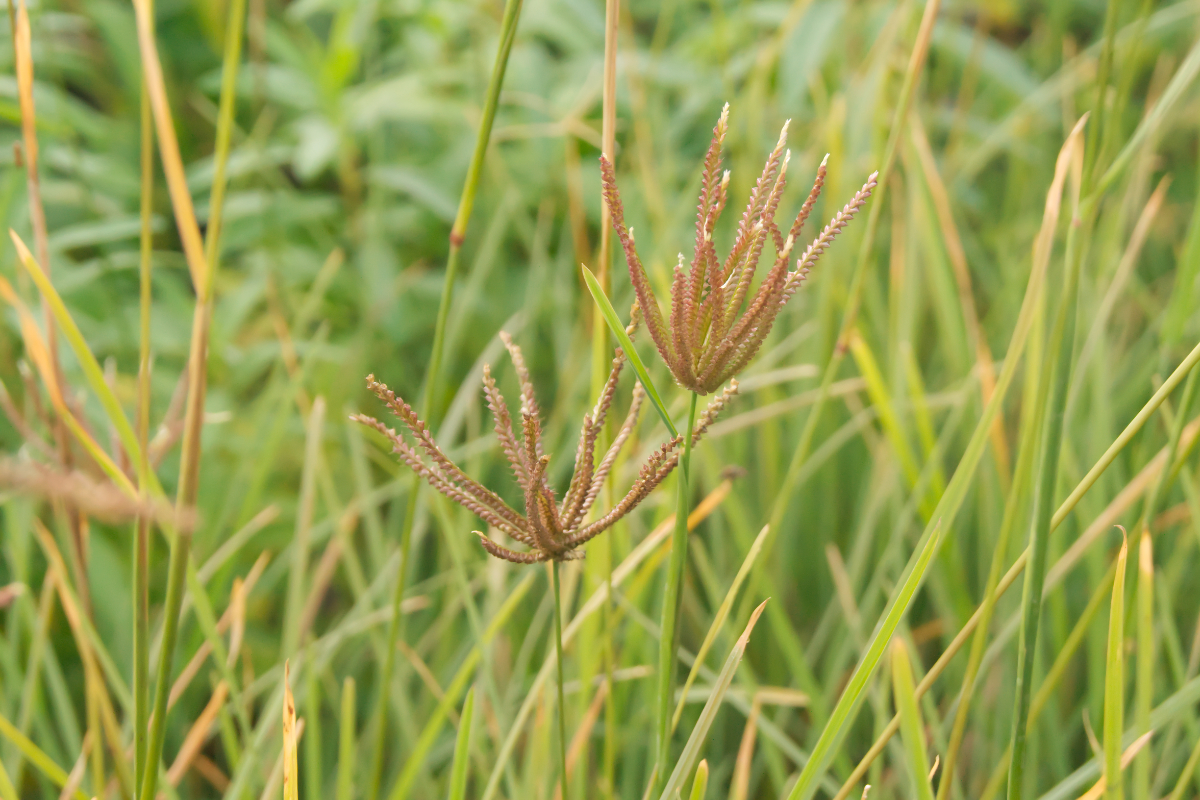 Chloris subdolichostachya - Windmühlengras