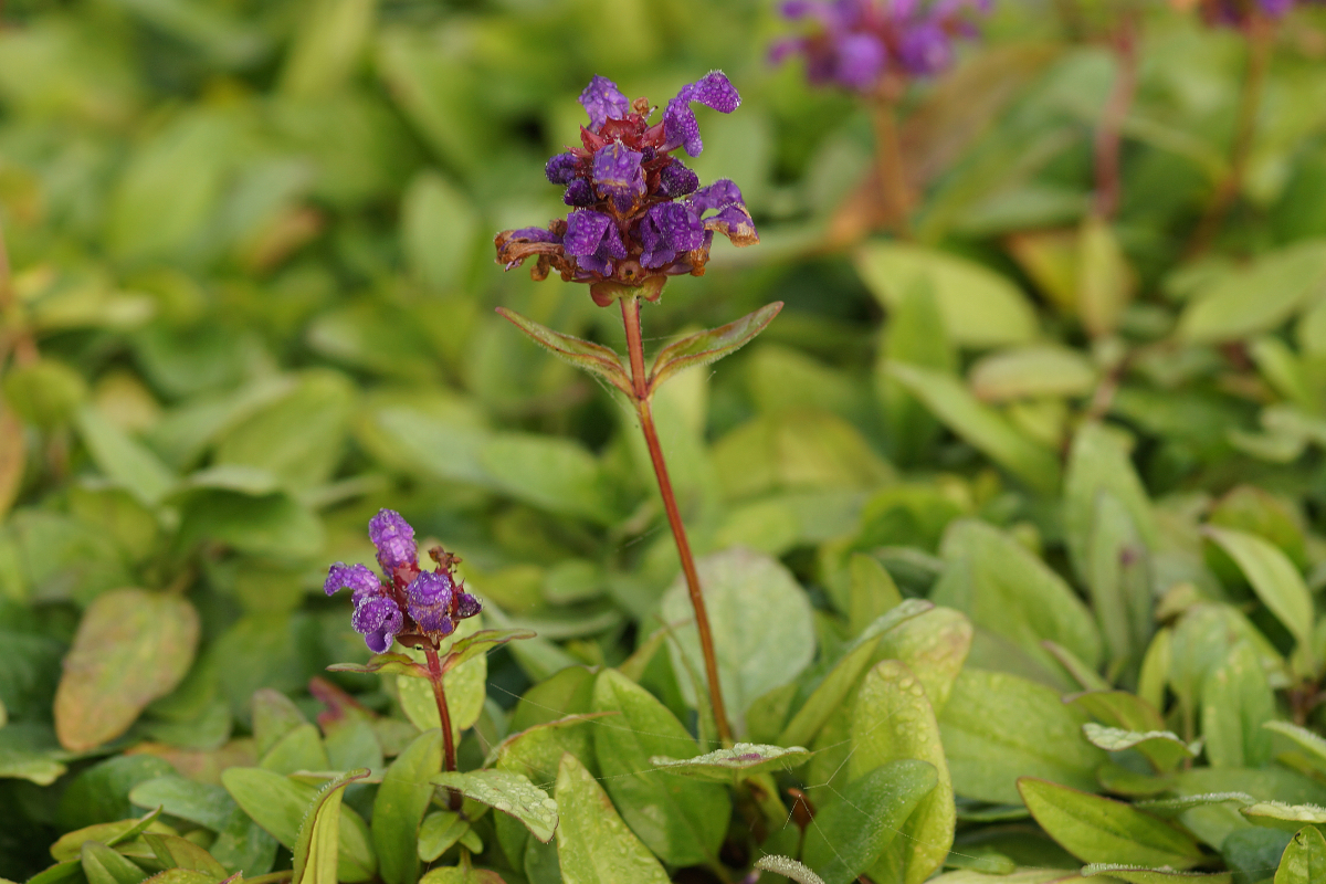 Prunella grandiflora
