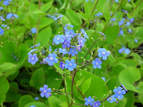 Brunnera macrophylla