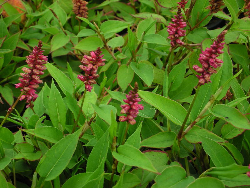 Bistorta amplexicaulis 'Inverleith'