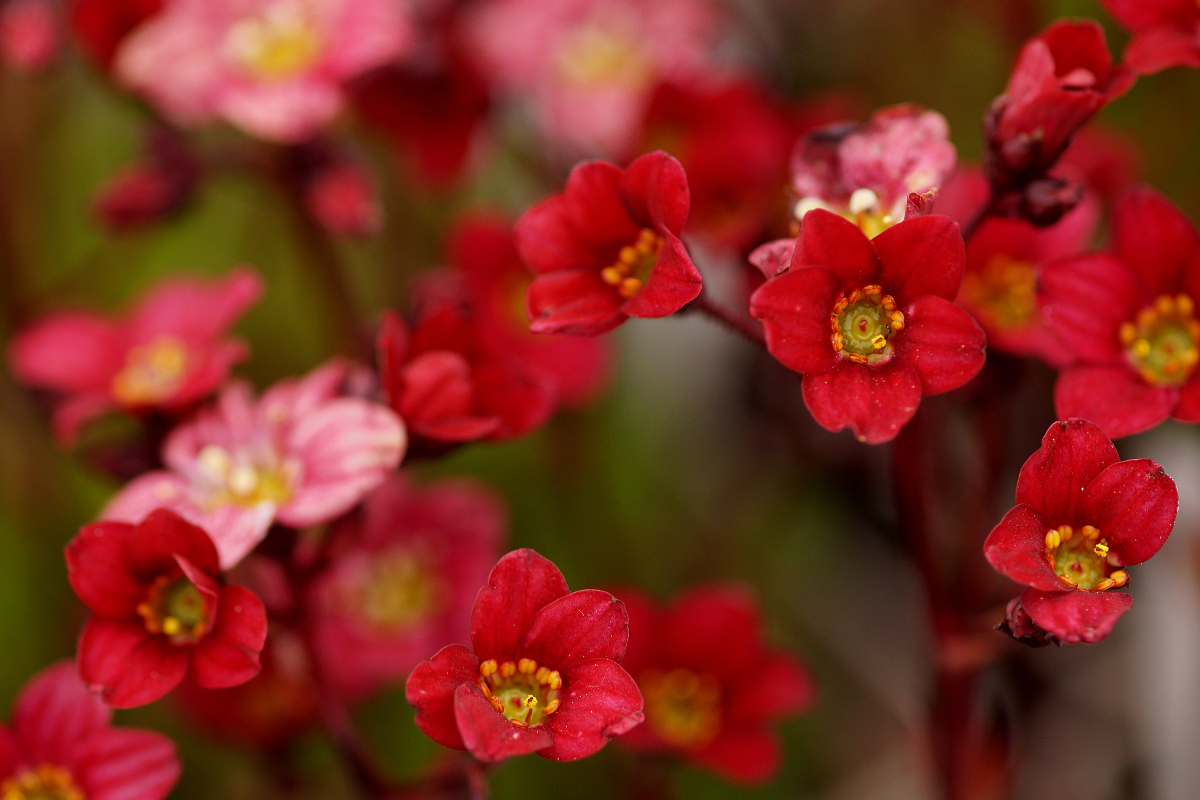 Saxifraga Arendsii-Hybr. 'Ingeborg' - Moossteinbrech