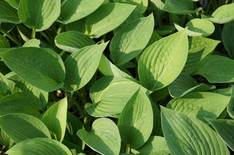Hosta x fortunei 'Hyacinthina'