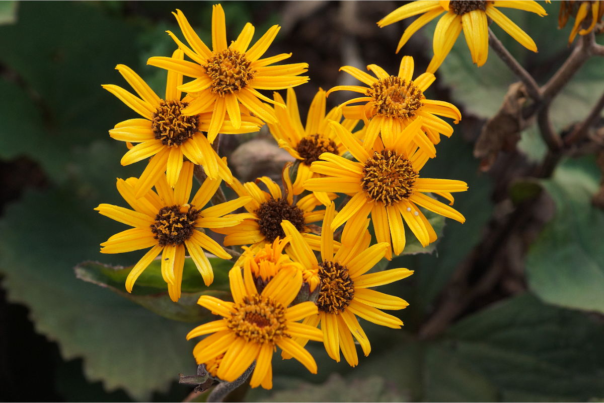 Ligularia dentata 'Desdemona' - Kreuzkraut, Greiskraut