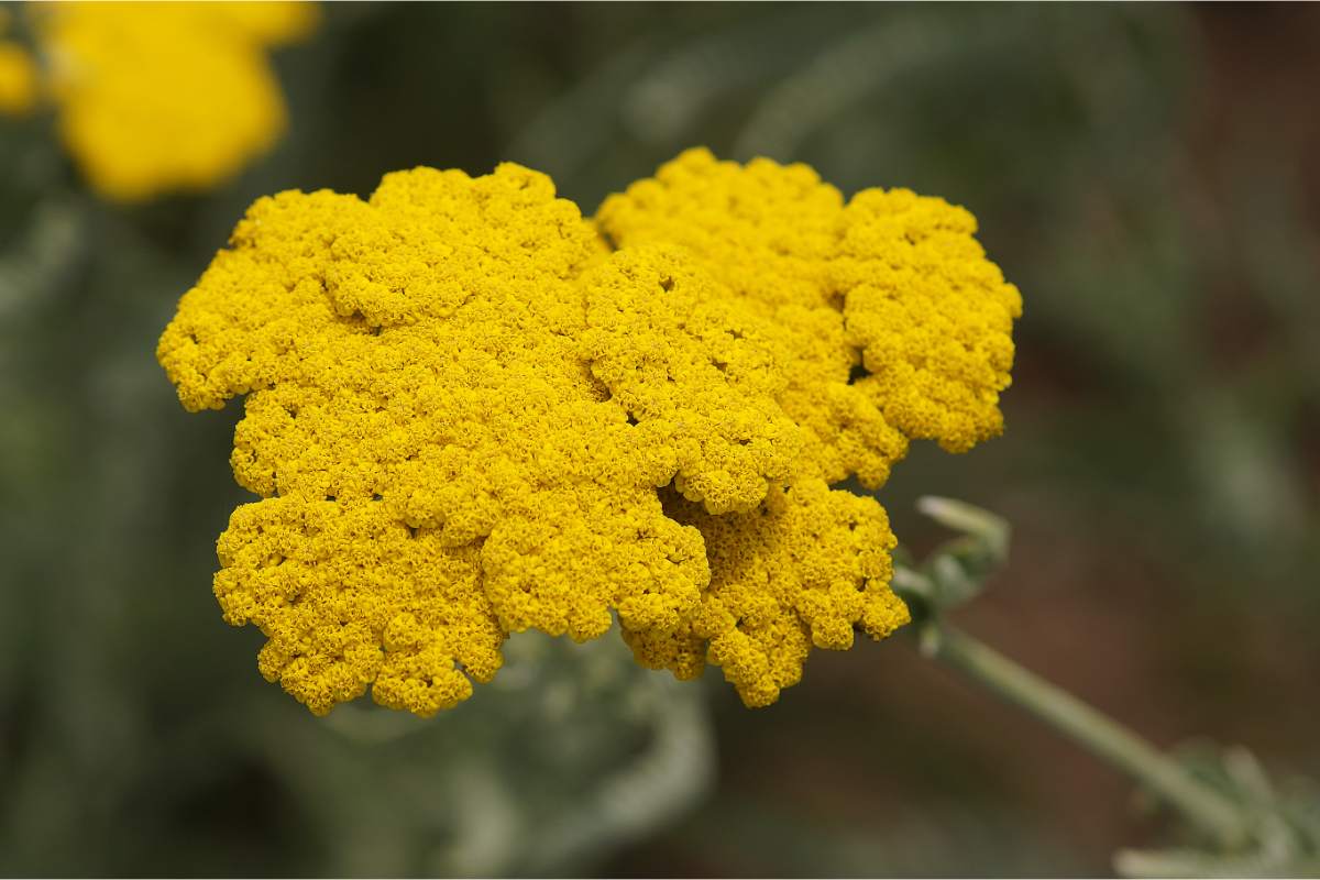 Achillea Filipendulina-Hybr. 'Coronation Gold' - Schafgarbe