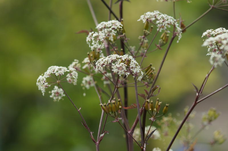 Anthriscus sylvestris 'Ravenswing'