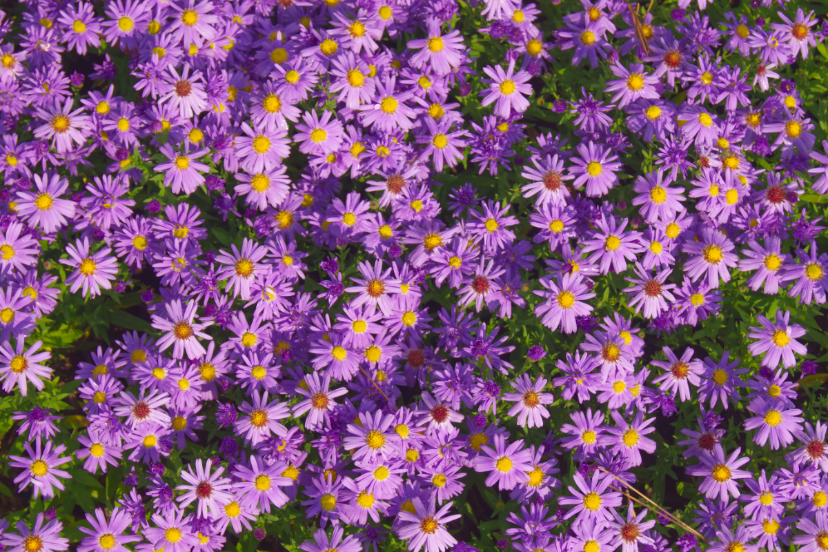 Aster Dumosus-Hybr. 'Prof. Anton Kippenberg'