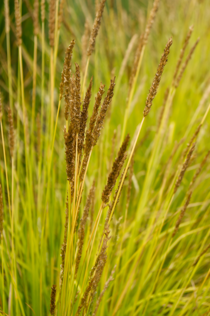 Sesleria autumnalis - Herbst-Blaugras