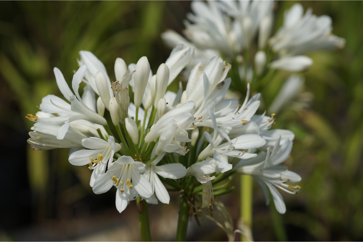 Agapanthus africanus 'Albus'