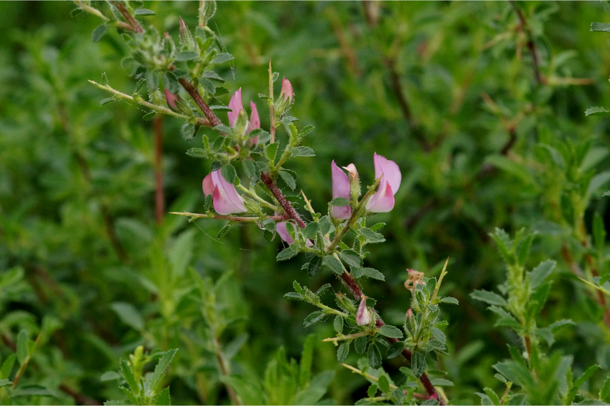 Ononis spinosa - Dornige Hauhechel