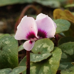Cyclamen coum Cyclamen coum