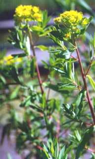 Euphorbia palustris