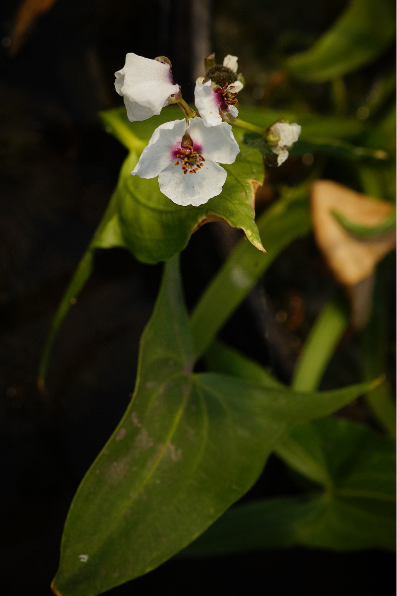 Sagittaria sagittifolia