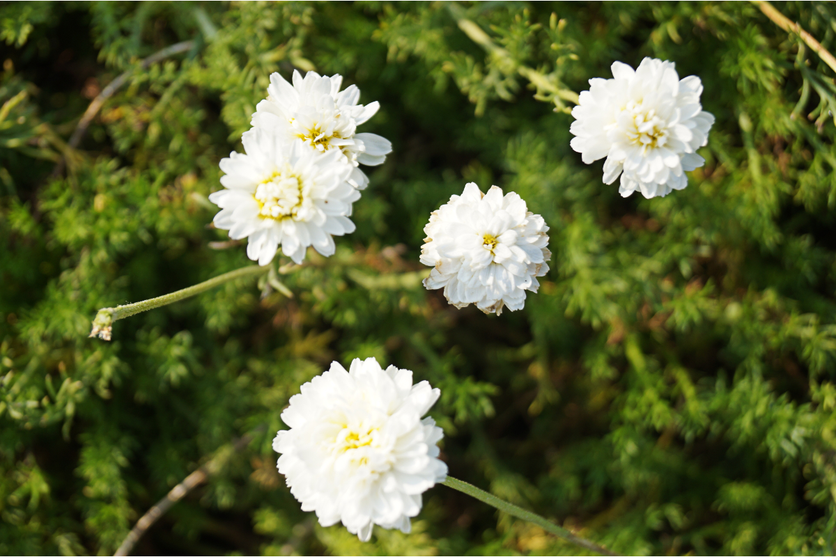 Chamaemelum (Anthemis) nobile 'Plena'