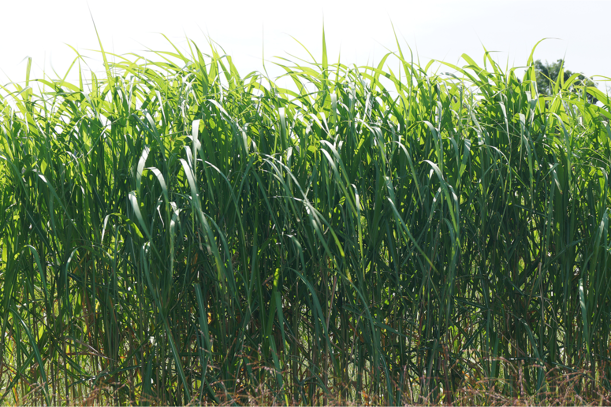 Miscanthus giganteus 'Aksel Olsen' - Riesen-Chinaschilf