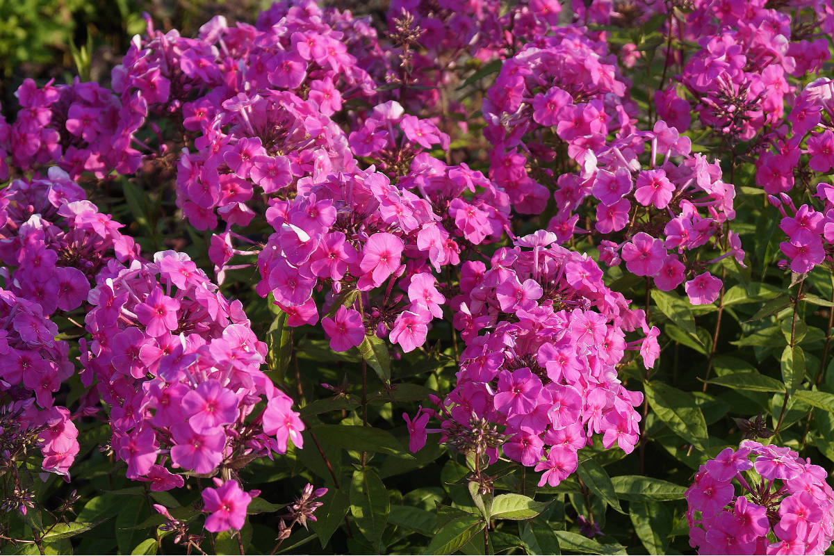 Phlox Paniculata-Hybr.'Winnetou' (ehemals amplifolia)
