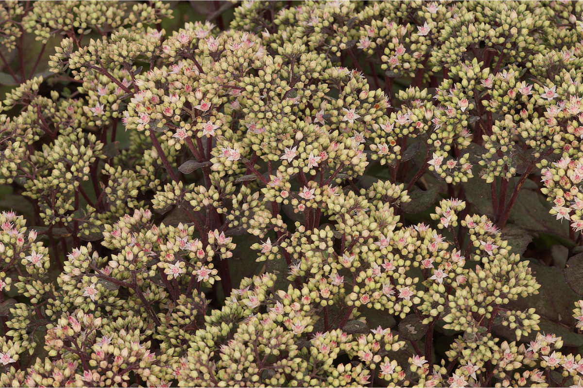 Sedum Maximum-Hybr. 'Matrona' - Fetthenne