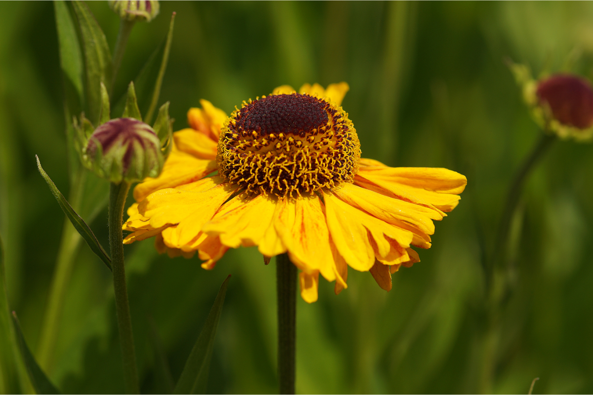 Helenium Hybride 'Wyndley'