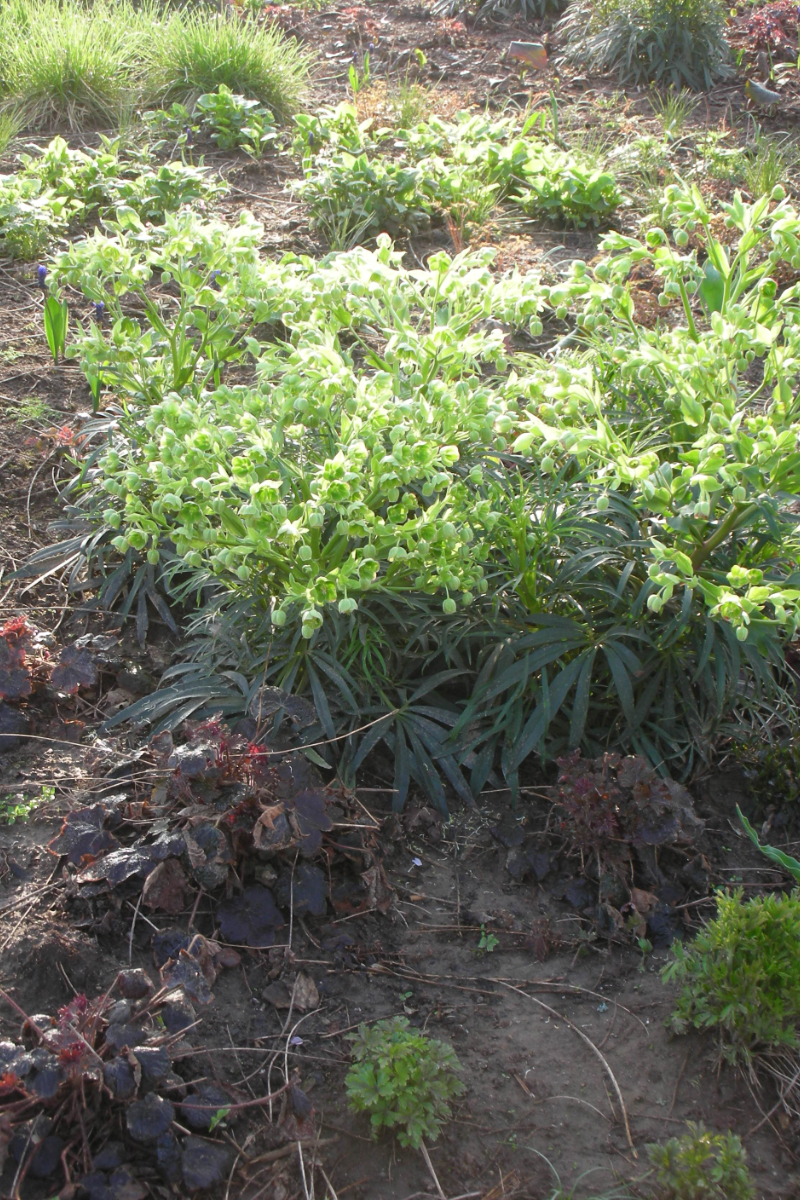Helleborus foetidus