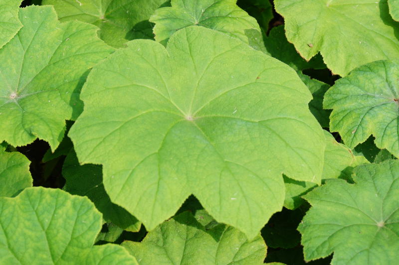 Astilboides (Rodgersia) tabularis