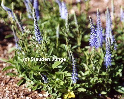 Veronica spicata 'Nana Blauteppich' - Ähriger Ehrenpreis