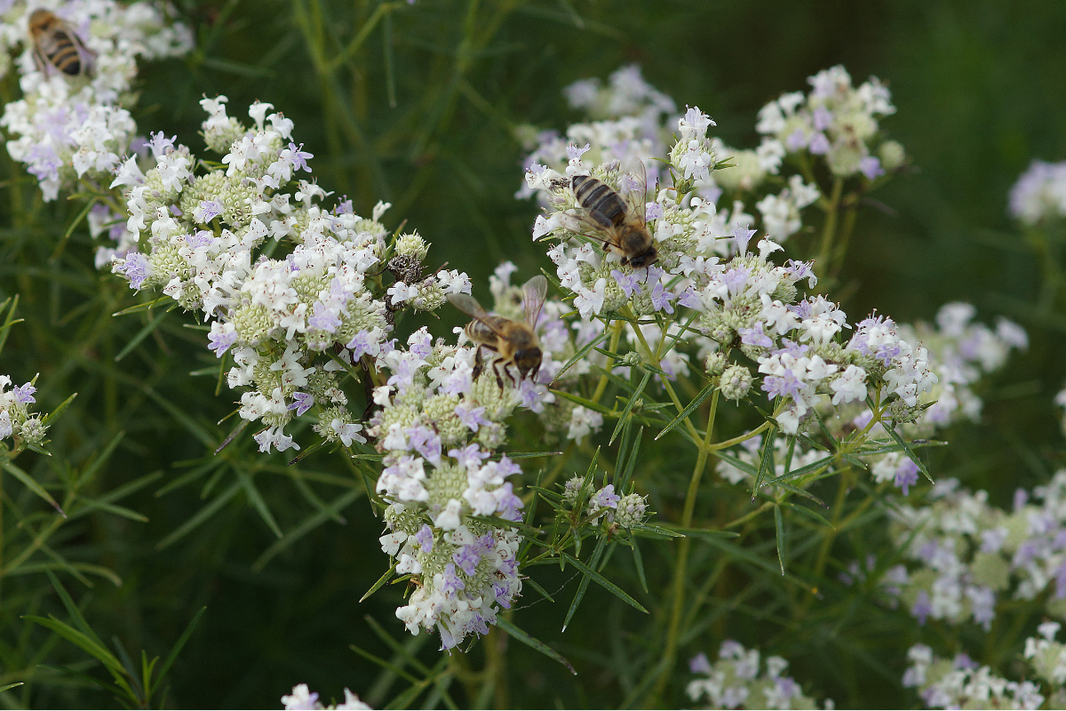 Pycnanthemum tenuifolium (flexuosum)