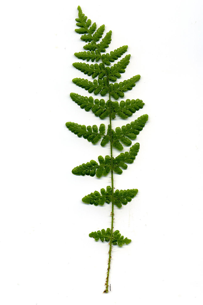 Woodsia obtusa gen.