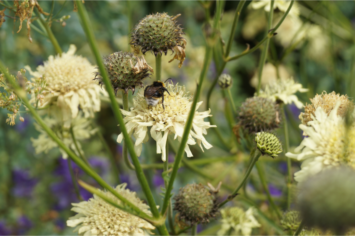 Cephalaria gigantea (tatarica)