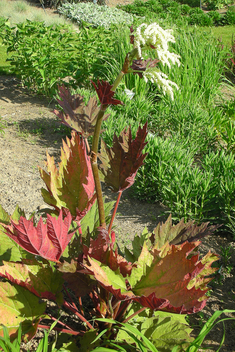 Rheum palmatum var. tanguticum