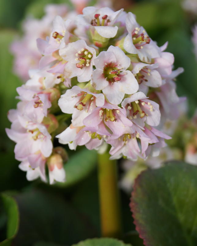 Bergenia Hybride 'Baby Doll'
