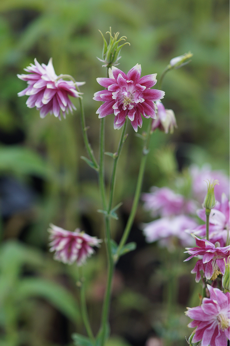 Aquilegia vulgaris plena 'Nora Barlow'