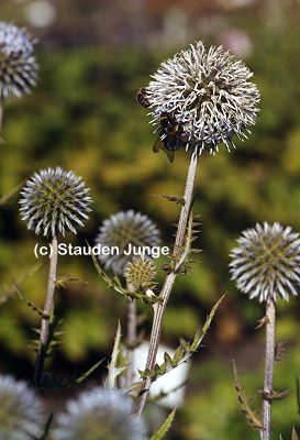 Echinops sphaerocephalus 'Arctic Glow' - Kugeldistel