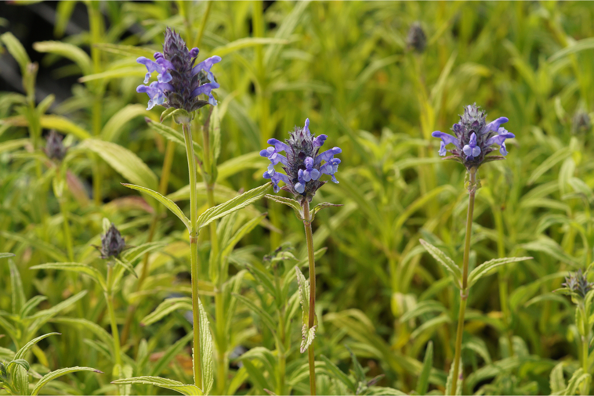 Nepeta nervosa - Katzenminze, Blauminze, Kaschmirminze