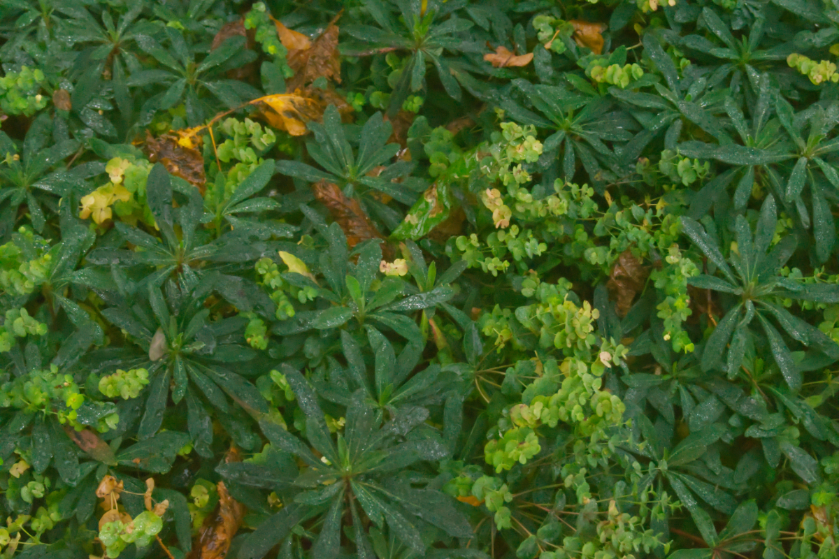 Euphorbia amygdaloides 'Purpurea'