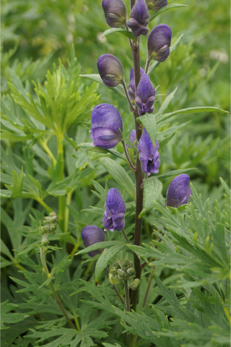 Aconitum napellus