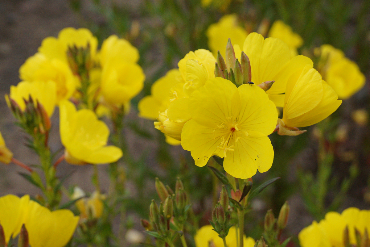 Oenothera fruticosa (tetragona) 'Hohes Licht'