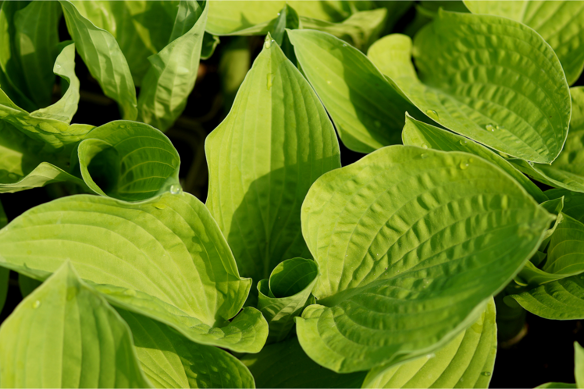 Hosta Hybride 'August Moon' - Funkie, Herzblattlilie