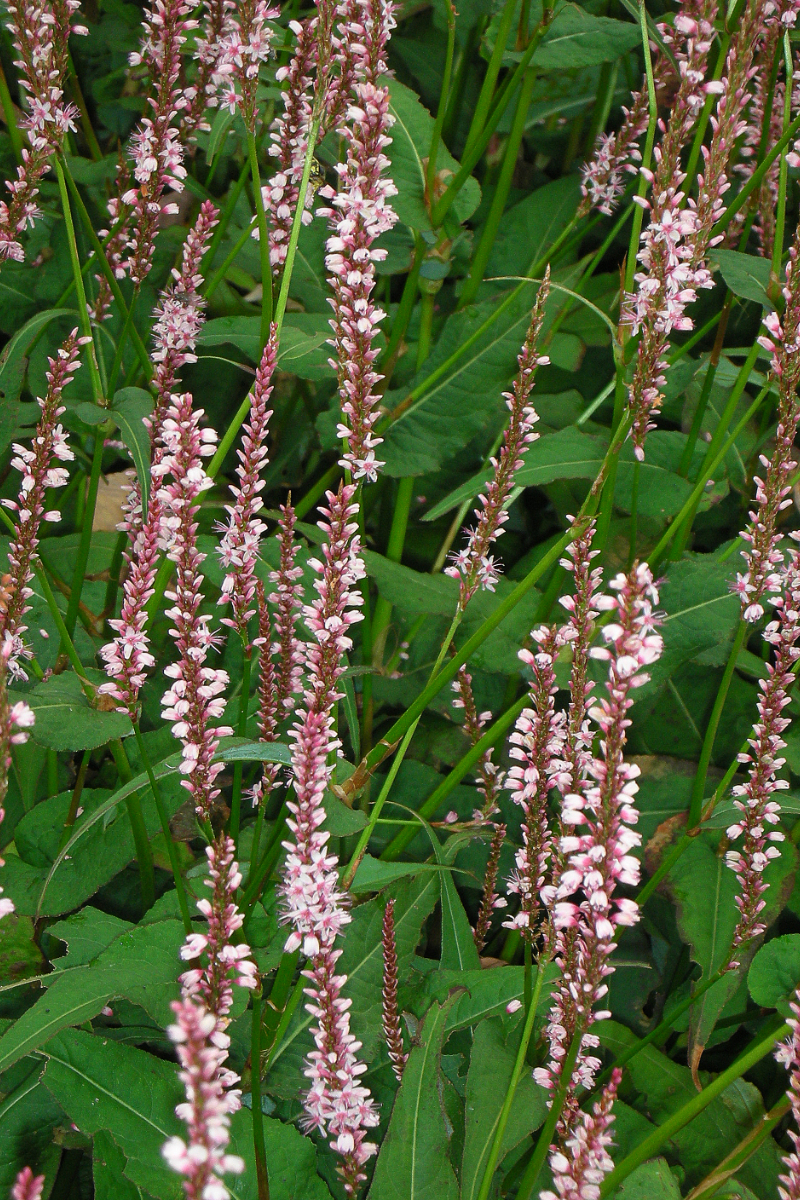 Bistorta amplexicaulis 'Rosea'