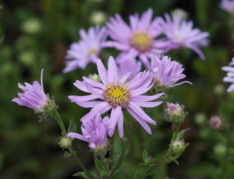 Aster amellus 'Rosa Erfüllung'
