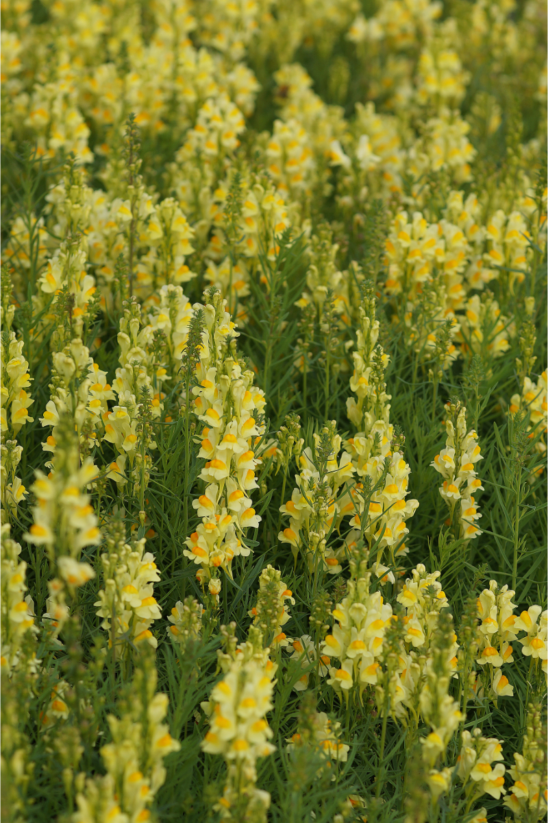 Linaria vulgaris