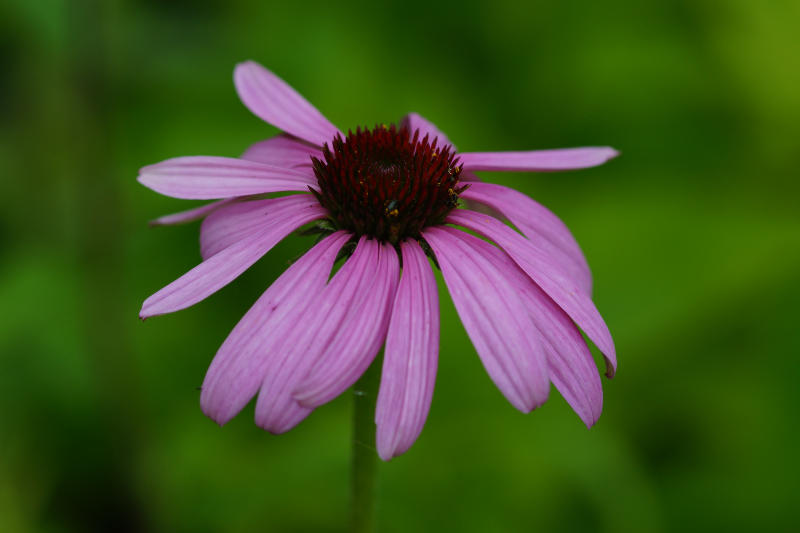 Echinacea purpurea (Rudbeckia)
