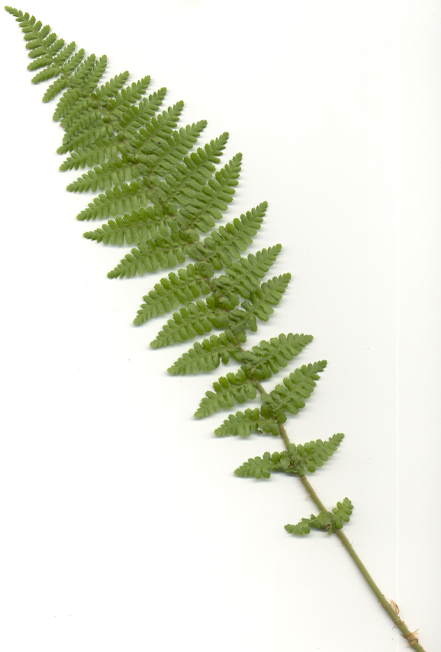Dryopteris filix-mas 'Barnesii' gen.