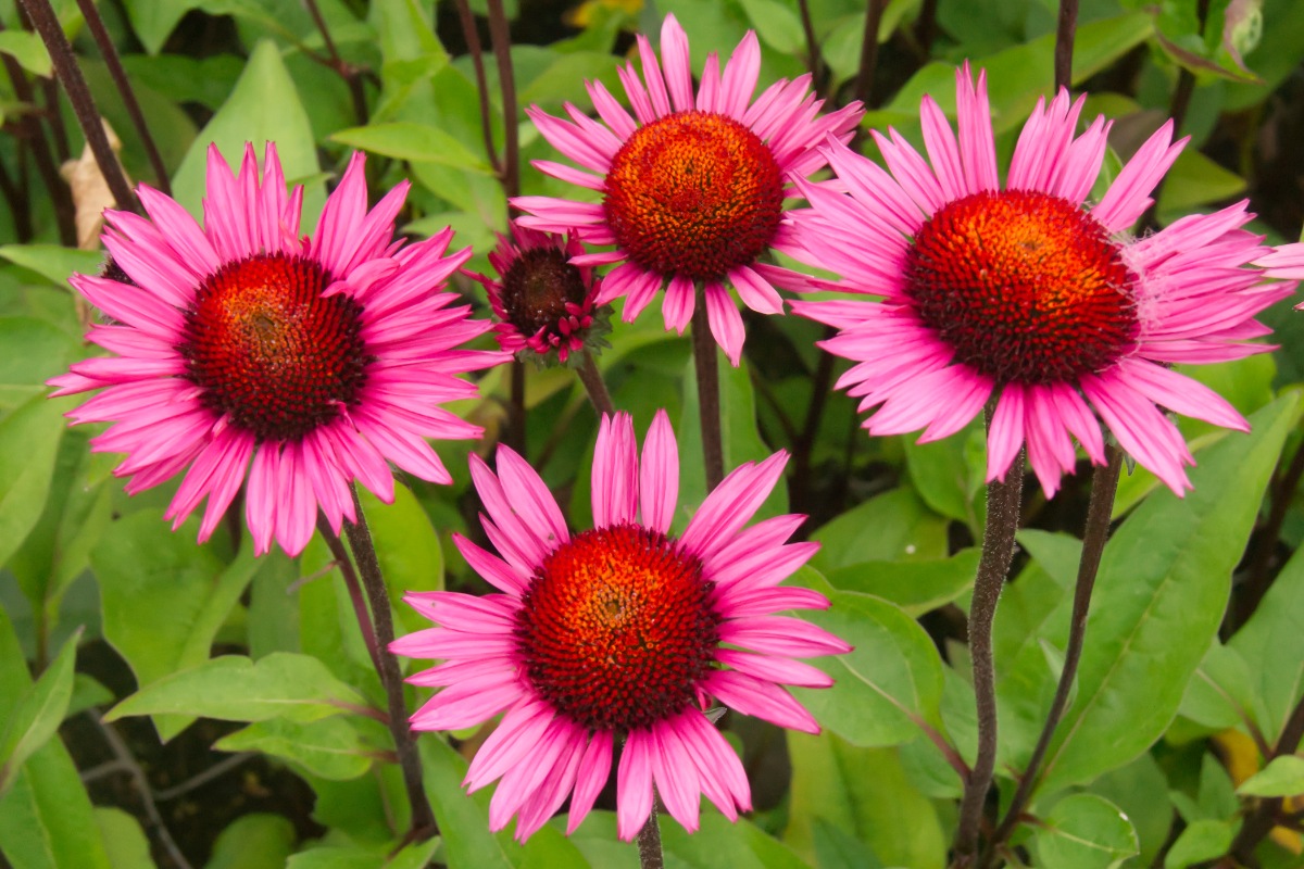 Echinacea purpurea 'Fatal Attraction' (R)