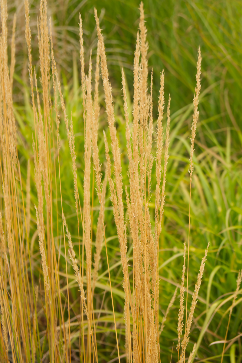 Calamagrostis acutiflora 'Overdam'