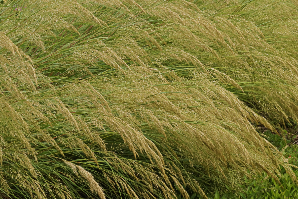 Achnatherum calamagrostis 'Algäu' - Silberährengras, Ränkgras