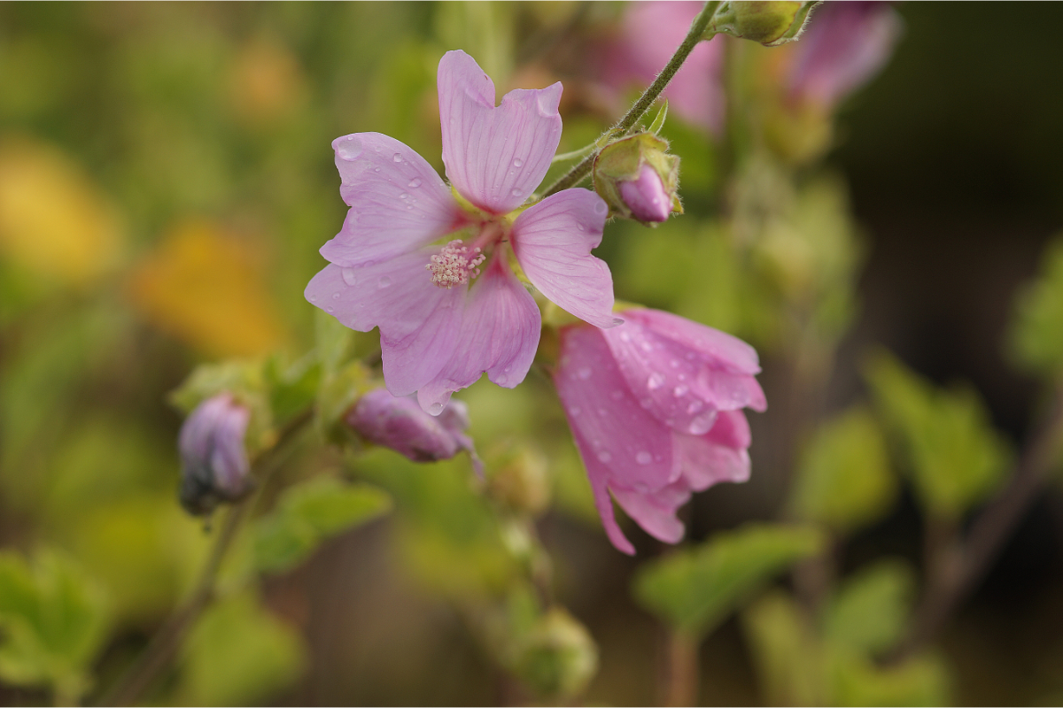 Lavatera Olbia-Hybr. 'Barnsley' - Busch-Malve