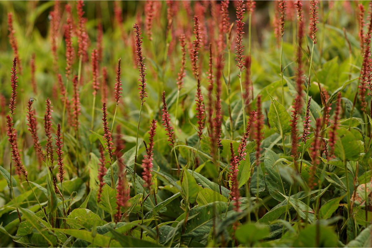 Bistorta amplexicaulis 'Firedance' - Kerzenknöterich