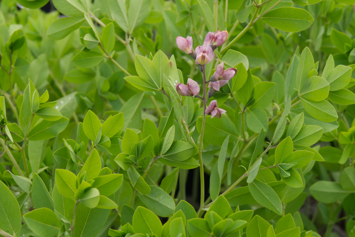 Baptisia x cultorum 'Dark Chocolate' (R) - Färberhülse