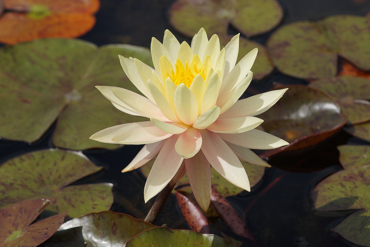 Nymphaea Hybride 'Sunny Pink'
