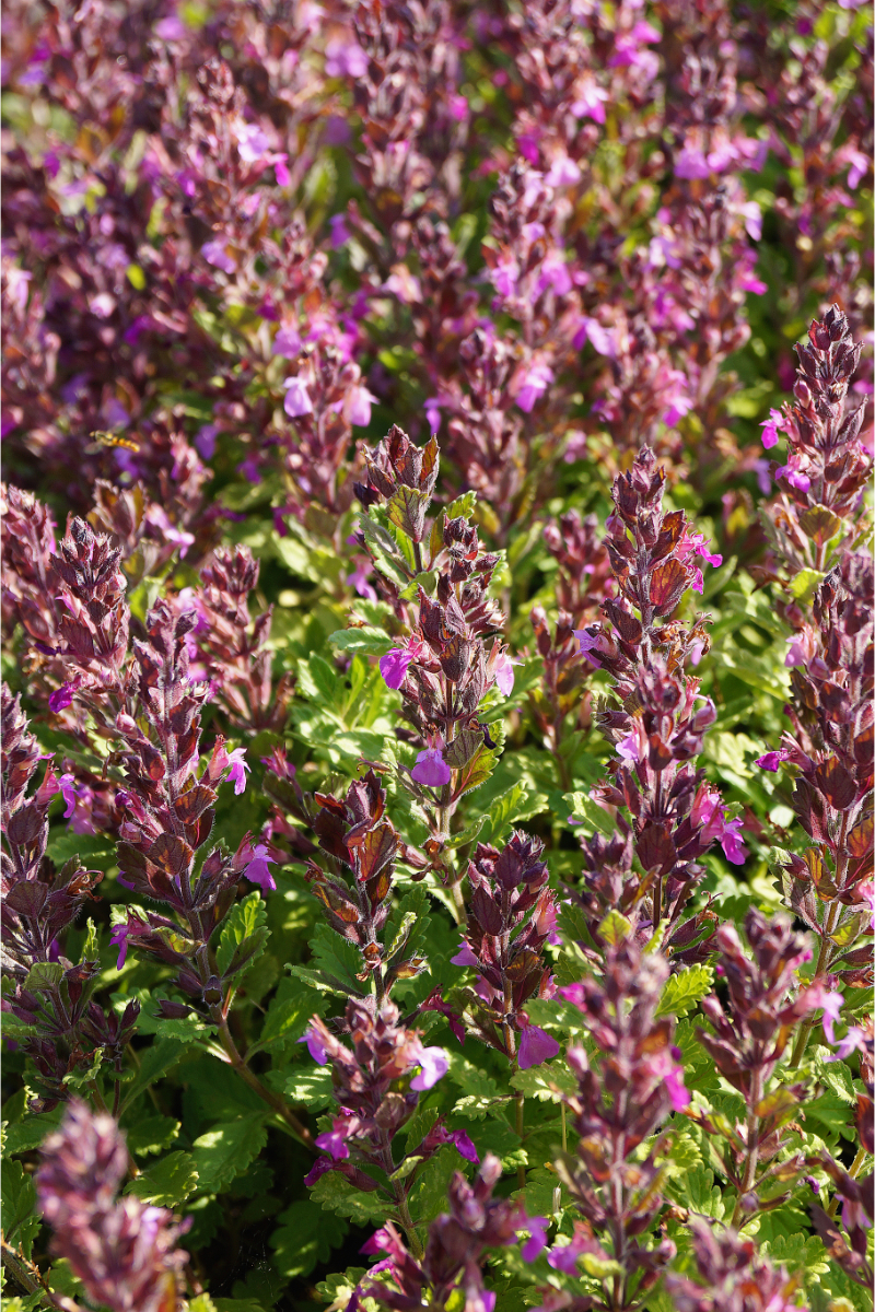 Teucrium x lucidrys (chamaedrys hort.)