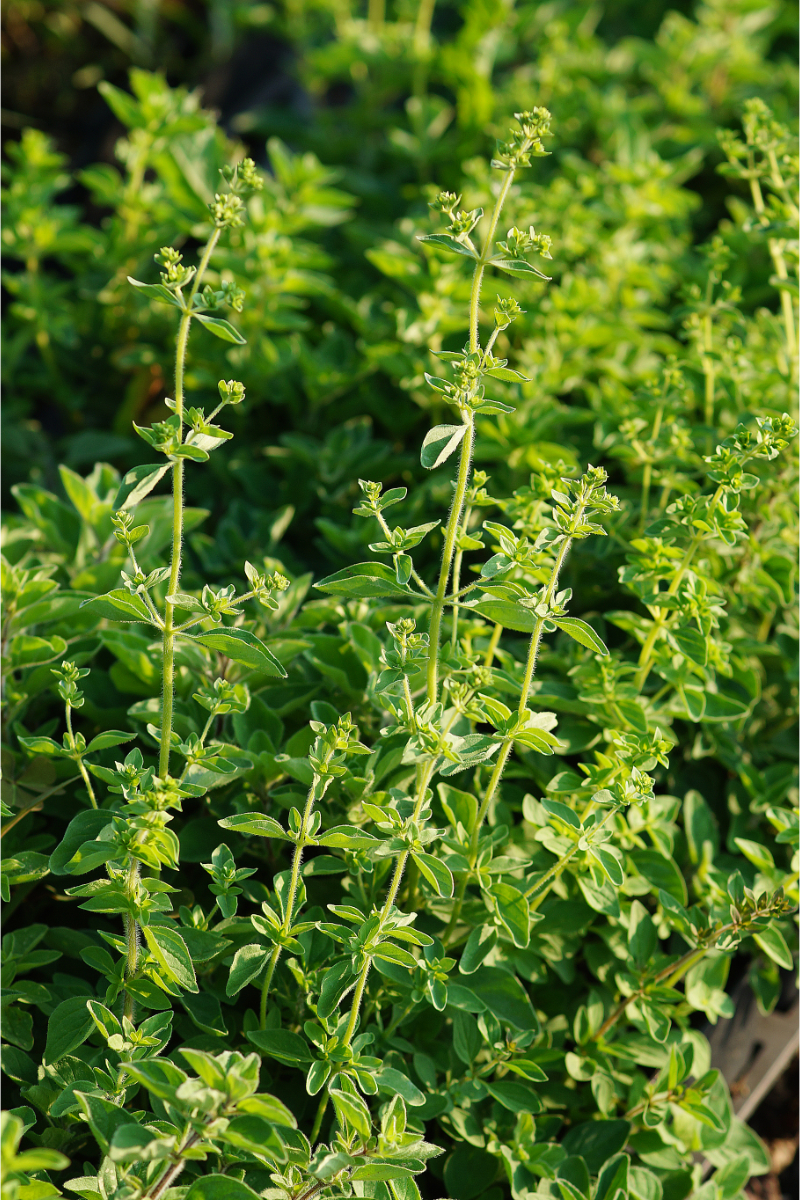 Origanum vulgare ssp. hirtum